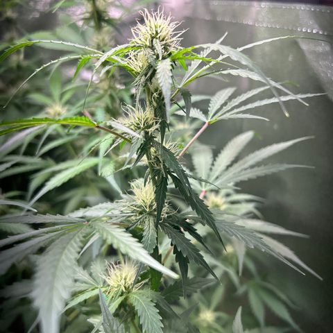 Zkittlez Auto #4 growlog timeline photo