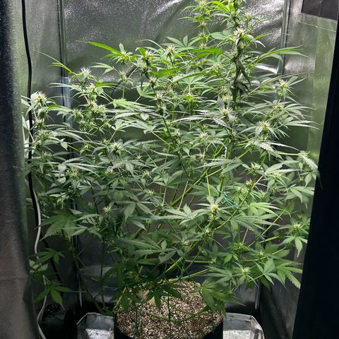 Zkittlez Auto #4 growlog timeline photo