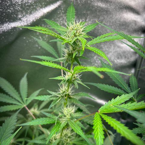 Zkittlez Auto #4 growlog timeline photo