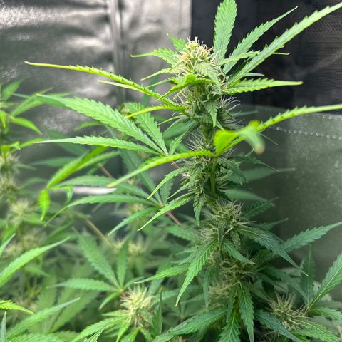 Zkittlez Auto #4 growlog timeline photo