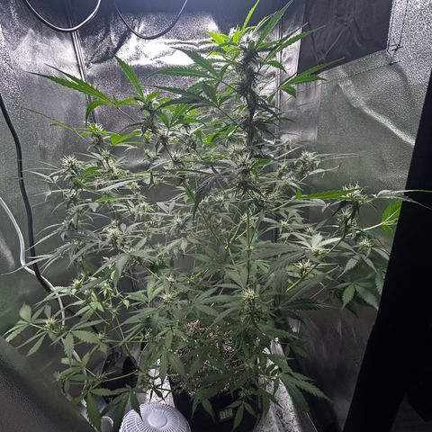 Zkittlez Auto #4 growlog timeline photo