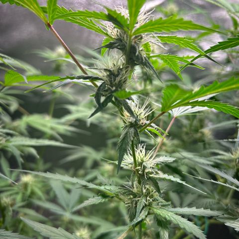 Zkittlez Auto #4 growlog timeline photo