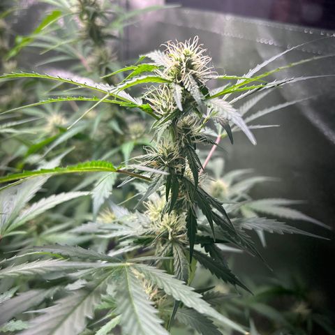 Zkittlez Auto #4 growlog timeline photo