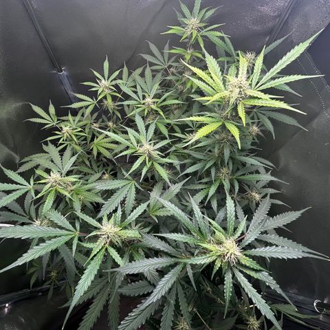 Zkittlez Auto #4 growlog timeline photo