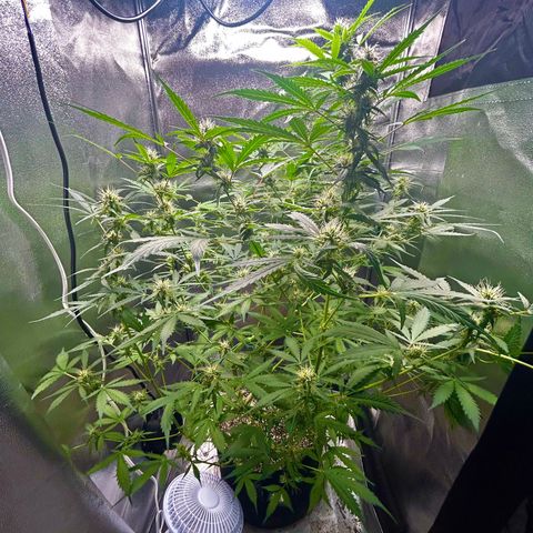Zkittlez Auto #4 growlog timeline photo