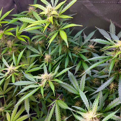 Zkittlez Auto #4 growlog timeline photo