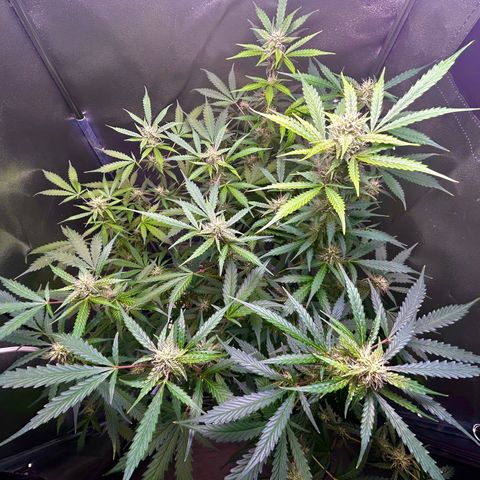 Zkittlez Auto #4 growlog timeline photo