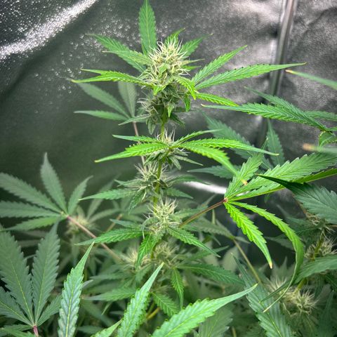 Zkittlez Auto #4 growlog timeline photo