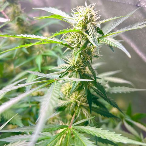 Zkittlez Auto #4 growlog timeline photo