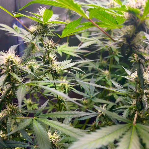 Zkittlez Auto #4 growlog timeline photo