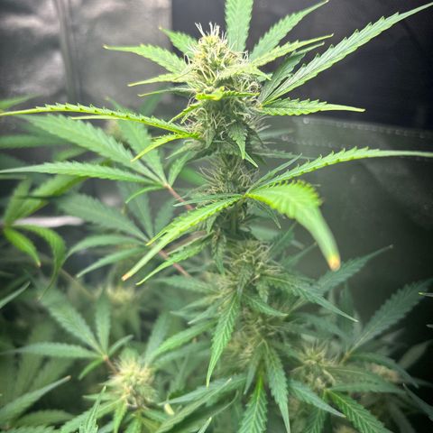 Zkittlez Auto #4 growlog timeline photo