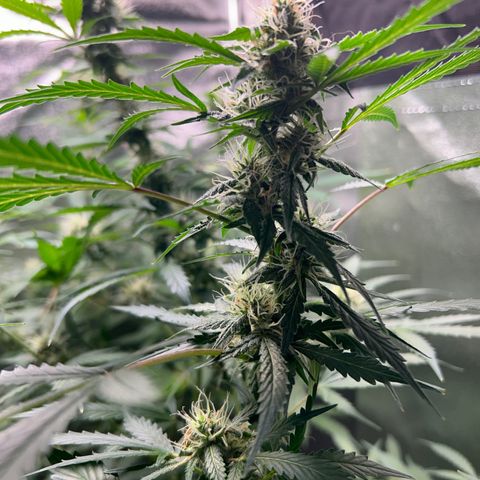 Zkittlez Auto #4 growlog timeline photo