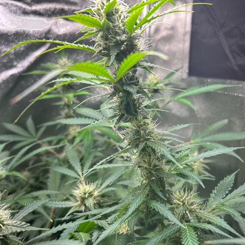 Zkittlez Auto #4 growlog timeline photo