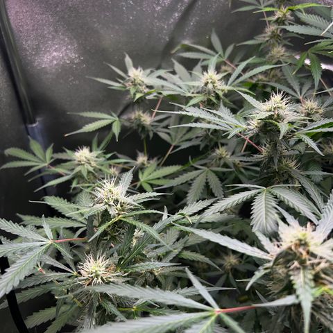 Zkittlez Auto #4 growlog timeline photo
