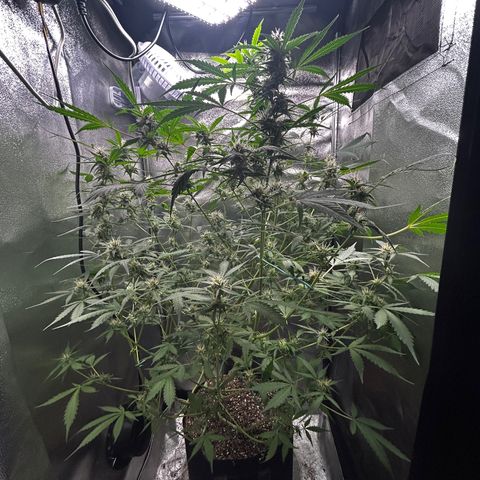 Zkittlez Auto #4 growlog timeline photo