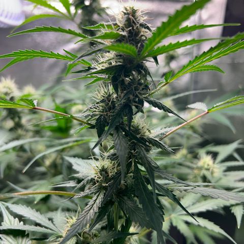 Zkittlez Auto #4 growlog timeline photo