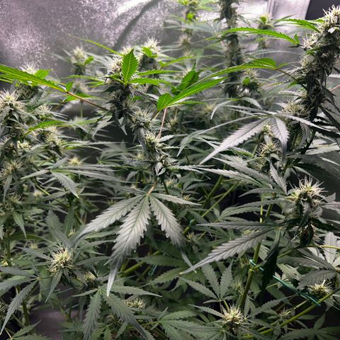 Zkittlez Auto #4 growlog timeline photo
