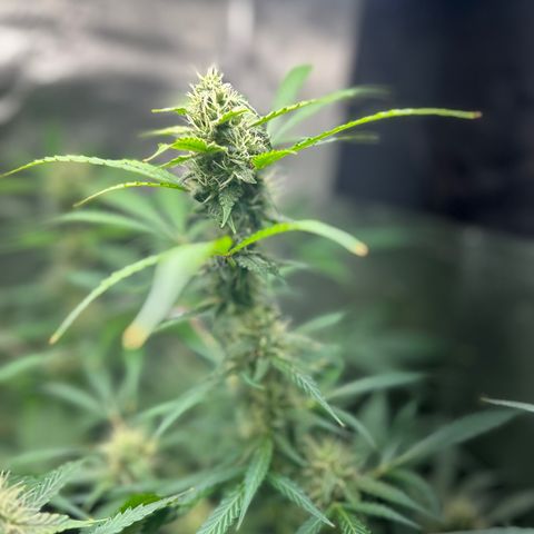 Zkittlez Auto #4 growlog timeline photo