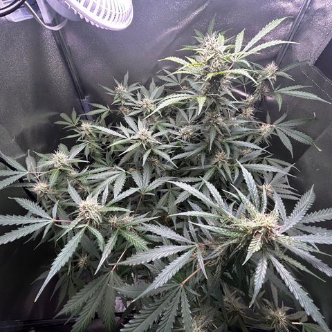 Zkittlez Auto #4 growlog timeline photo