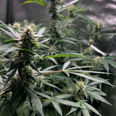Zkittlez Auto #4 growlog timeline photo