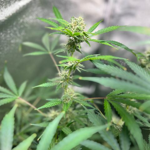 Zkittlez Auto #4 growlog timeline photo