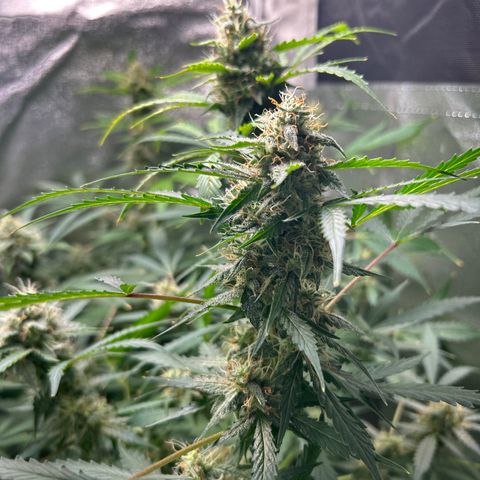 Zkittlez Auto #4 growlog timeline photo