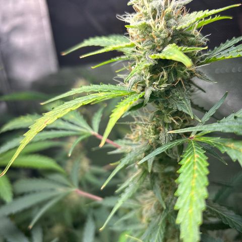 Zkittlez Auto #4 growlog timeline photo