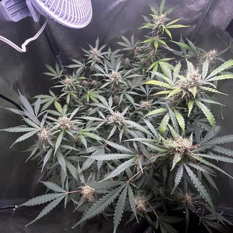 Zkittlez Auto #4 growlog timeline photo