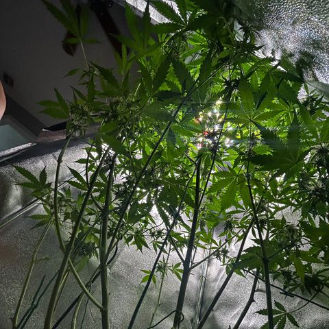 Zkittlez Auto #4 growlog timeline photo