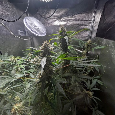Zkittlez Auto #4 growlog timeline photo