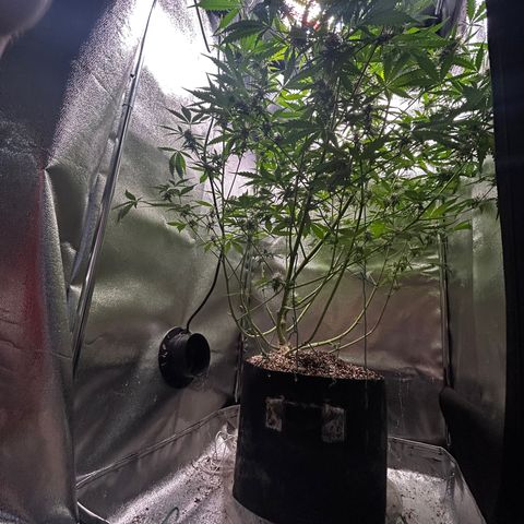 Zkittlez Auto #4 growlog timeline photo