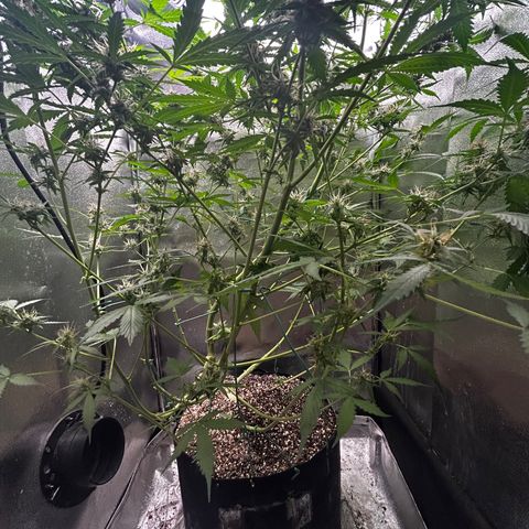 Zkittlez Auto #4 growlog timeline photo