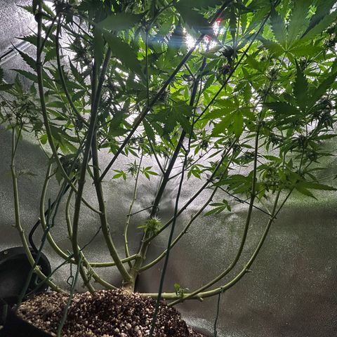 Zkittlez Auto #4 growlog timeline photo