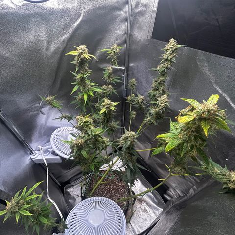 Zkittlez Auto #4 growlog photo: Final trim and ready for flush