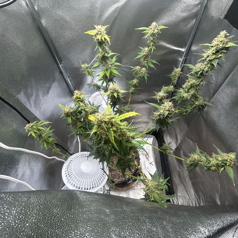 Zkittlez Auto #4 growlog photo: Final trim and ready for flush
