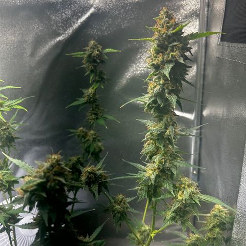 Zkittlez Auto #4 growlog photo: Final trim and ready for flush