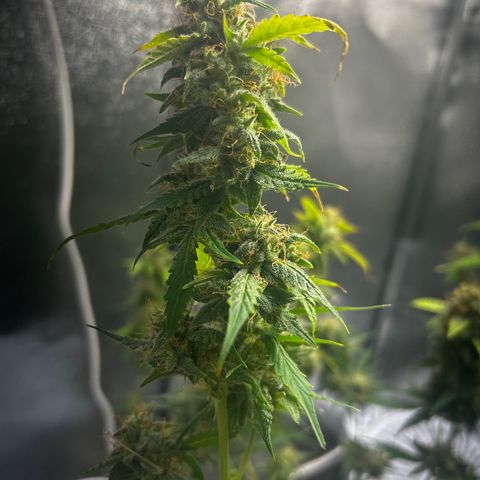 Zkittlez Auto #4 growlog photo: Final trim and ready for flush
