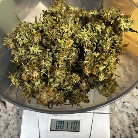 Zkittlez Auto #4 growlog timeline photo
