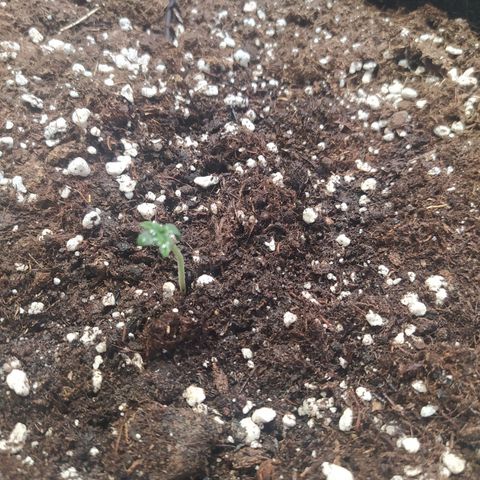 Purple Queen Auto #1 growlog timeline photo