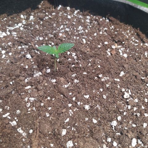 Purple Queen Auto #1 growlog timeline photo