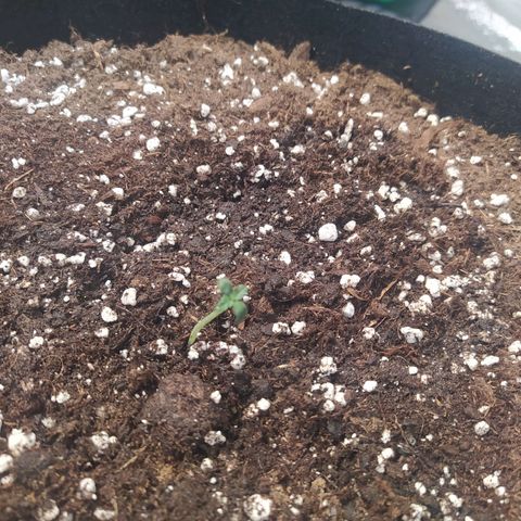 Purple Queen Auto #1 growlog timeline photo