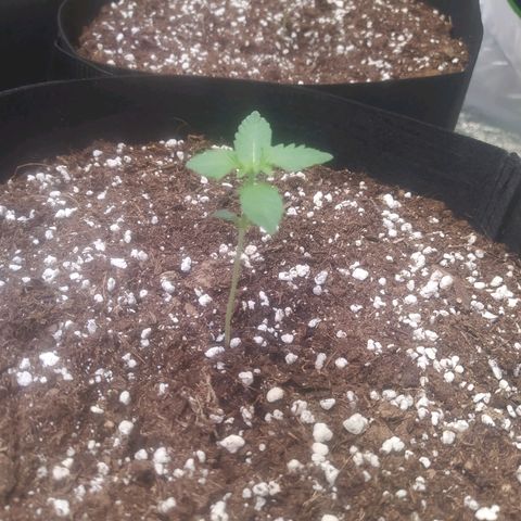 Purple Queen Auto #1 growlog timeline photo