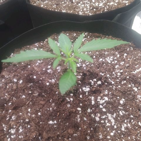 Purple Queen Auto #1 growlog timeline photo
