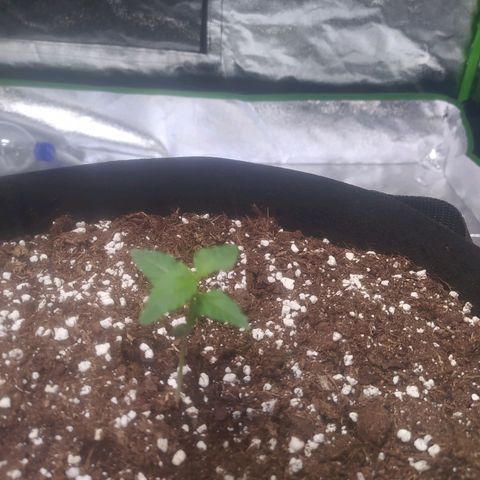 Purple Queen Auto #1 growlog timeline photo