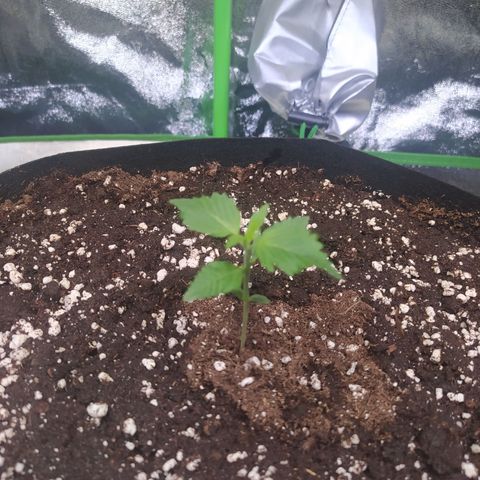 Purple Queen Auto #1 growlog timeline photo