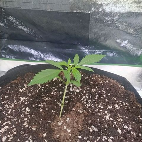 Purple Queen Auto #1 growlog timeline photo