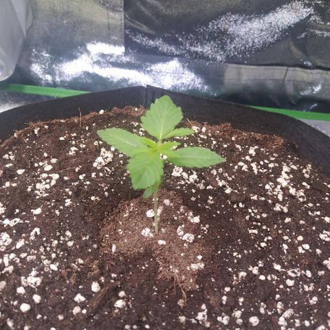 Purple Queen Auto #1 growlog timeline photo