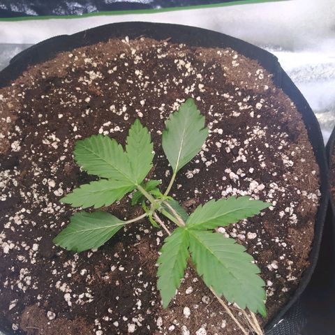 Purple Queen Auto #1 growlog timeline photo