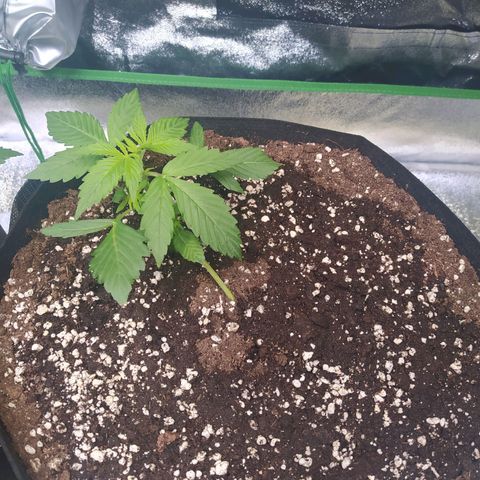 Purple Queen Auto #1 growlog timeline photo