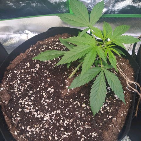 Purple Queen Auto #1 growlog timeline photo